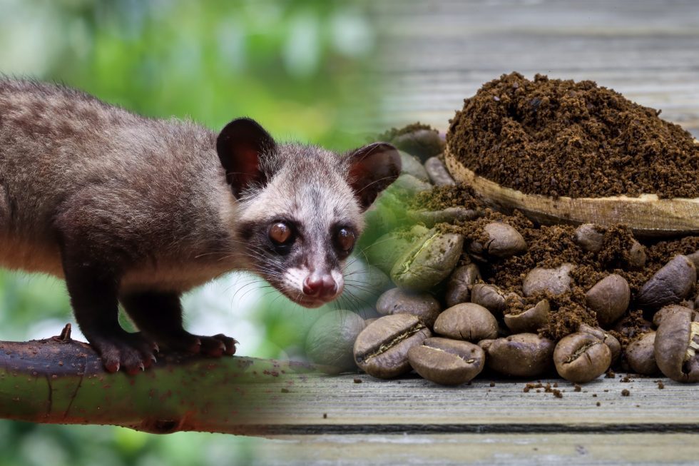 luwak coffee